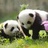 小吴