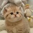 最爱猫