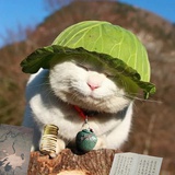 叶孤舟