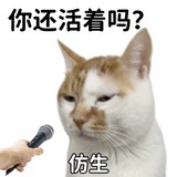 薄荷曼波