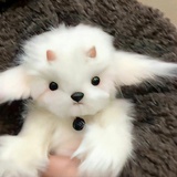 衢溯弥云