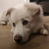 黄桃罐头