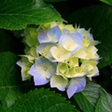 一日看尽长安花