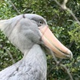 破明季黨與陋