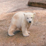 inuka