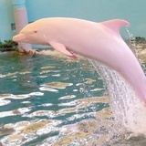 七公子辙